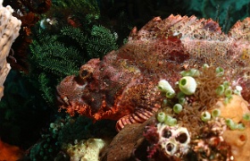 Komodo 2016 - Tasseled Scorpionfish - Poisson scorpion a houpe - Scorpaenopsis oxycephala - IMG_7102_rc